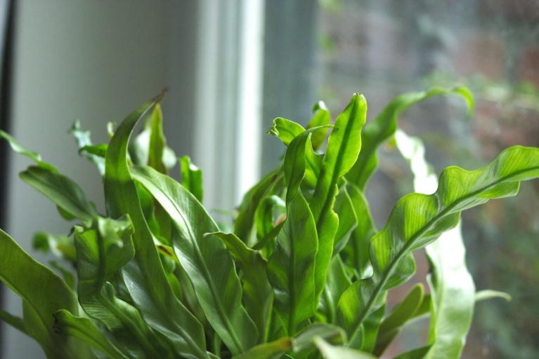 If you live in a highly humid place, you may notice that your bird's nest fern has brown tips.