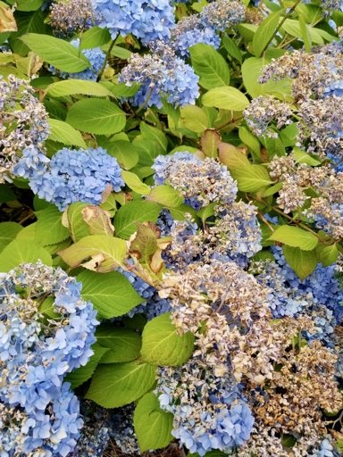 If you live in a hot climate, you may be wondering if hydrangeas can tolerate the heat.