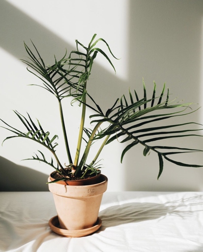 If you live in an area that gets colder than 50 degrees Fahrenheit (10 degrees Celsius), it's best to bring your philodendron inside.