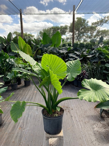 If you live in an area where temperatures drop below 50 degrees Fahrenheit at night, you'll need to overwinter your potted elephant ear plants.