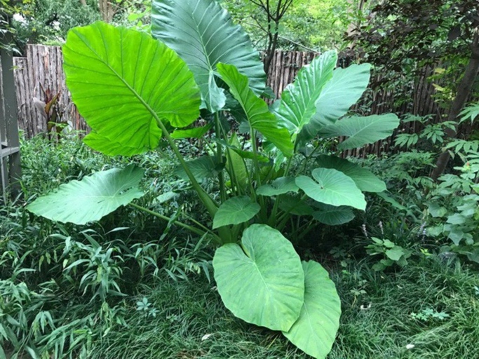 If you live in an area where the ground doesn't freeze, you can leave your elephant ear bulbs in the ground and they will come back next year.