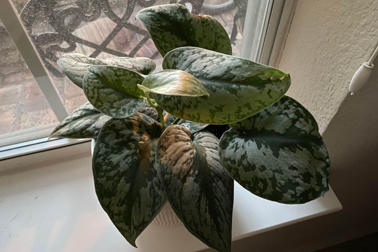 If you live in an area with cold winters, you'll need to bring your pothos inside or keep it in a greenhouse. Pothos are a tropical plant, so they don't do well in cold temperatures.
