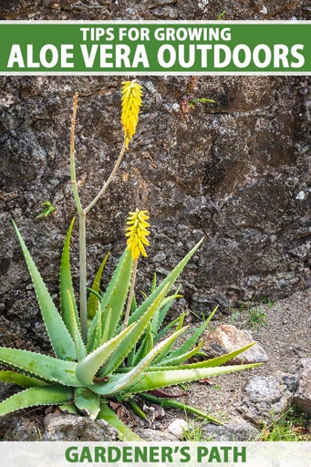 If you live in an area with cold winters, you'll need to take a few extra steps to make sure your aloe vera plant survives the season.