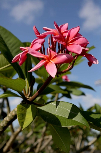 If you live in an area with freezing winters, it's best to not water your plumeria at all during this season.
