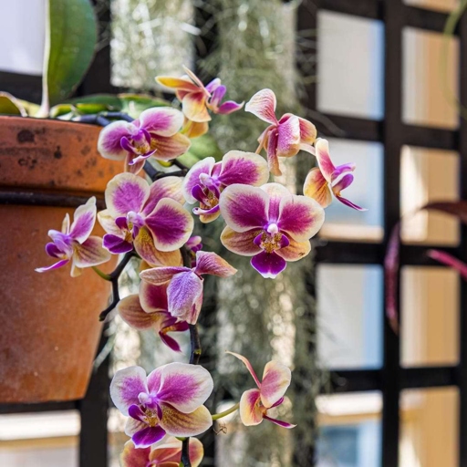 If you live in an area with high humidity, there are a few things you can do to help your orchids deal with the extra moisture.