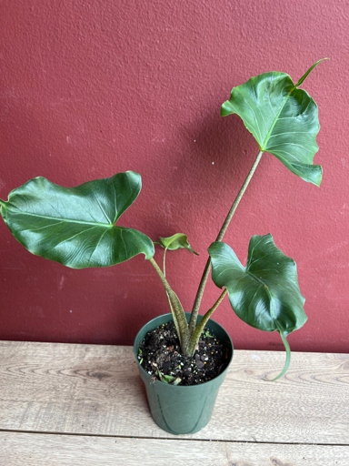 If you live in an area with high humidity, you may want to consider adding a Alocasia Stingray to your indoor plant collection.