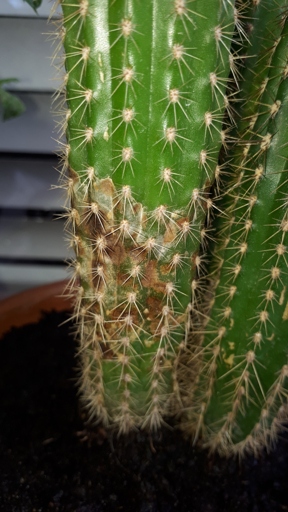 If you notice a brown spot on your cactus, it's important to isolate the plant to prevent the spread of the infection.