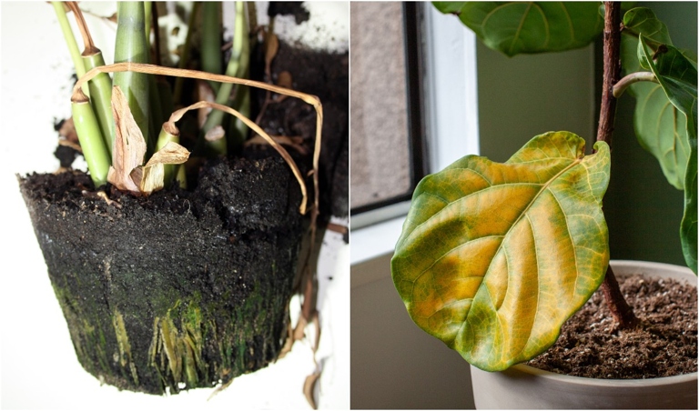 If you notice any of the signs of root rot, you can treat it with a fungicide.