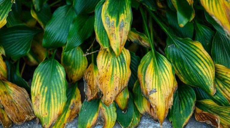 If you notice any of these 11 signs in your Hosta plants, you may have a disease.