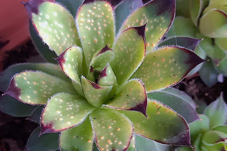 If you notice any of these succulent diseases on your plants, don't despair.