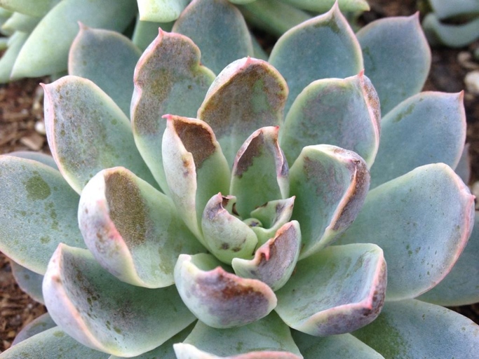 If you notice any spots on your succulent that are lighter in color than the rest of the plant, or spots that are white, this is likely sunburn.