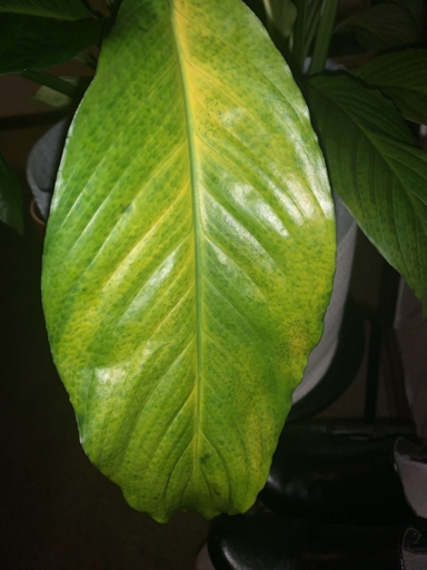 If you notice black spots on the leaves of your peace lily, it is likely due to a fungal leaf spot.