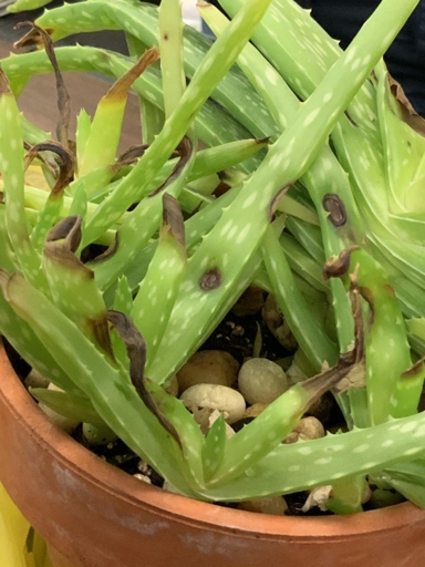 If you notice black spots on your aloe vera plant, it is likely due to low temperatures.
