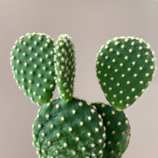 If you notice black spots on your cactus, don't panic! There are a few things you can do to fix the problem.