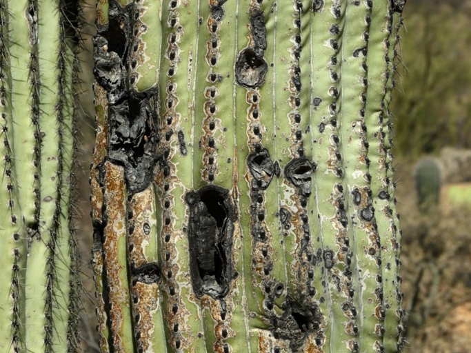 If you notice black spots on your cactus, it is likely due to high humidity.