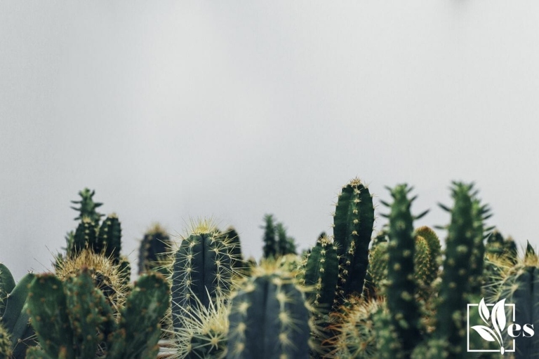 If you notice black spots on your cactus, it's time to move it to a warmer location.