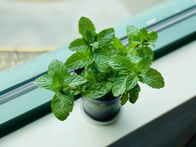 If you notice black spots on your mint leaves, don't worry - there are a few things you can do to treat the problem.