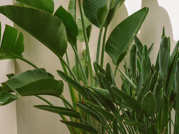 If you notice brown leaf edges or tips on your bird of paradise, it's likely due to too much direct sunlight.