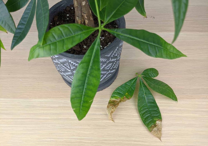 If you notice brown leaf tips and edges on your money tree, it's a sign that it's overwatered.
