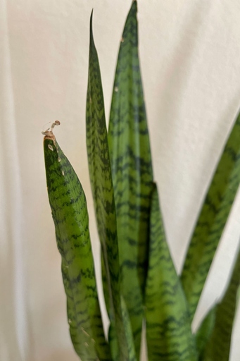 If you notice brown leaf tips on your snake plant, it's likely a sign of sunburn.