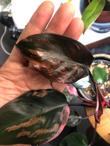 If you notice brown spots on the leaves of your Pink Princess Philodendron, don't worry - it's normal!