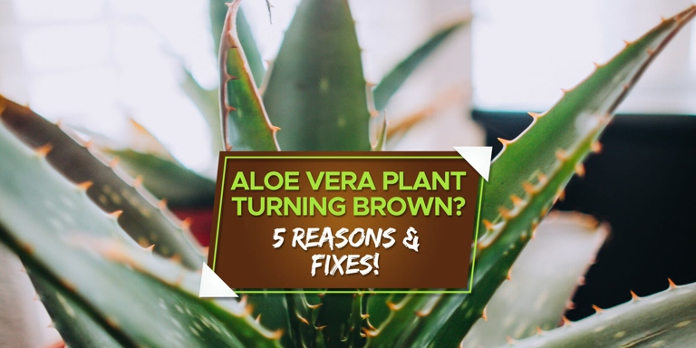 If you notice brown spots on your aloe vera plant, try bringing it outside for some fresh air and sunlight.