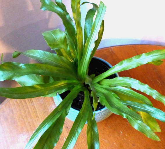 If you notice brown spots on your bird's nest fern's fronds, it is likely due to a lack of humidity.