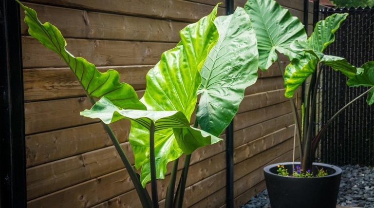 If you notice brown spots on your California elephant ear plant, don't panic.