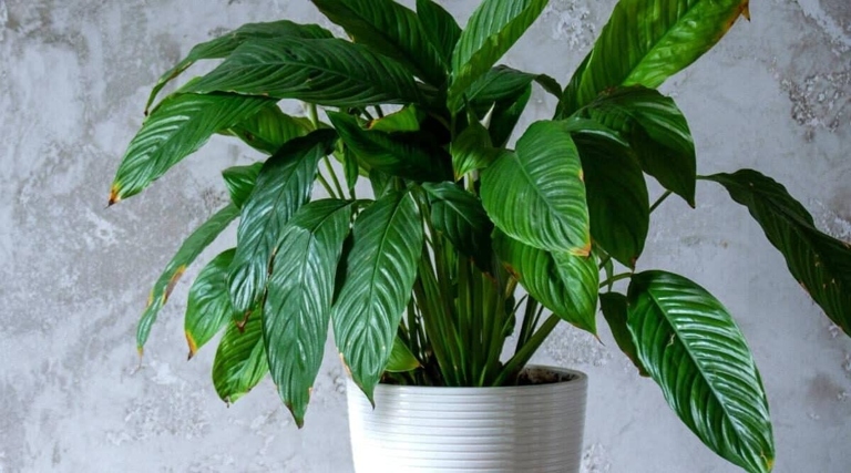 If you notice brown spots on your peace lily, it is likely due to a drastic change in temperature.