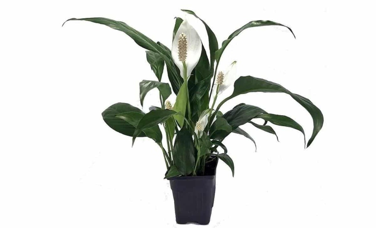 If you notice brown spots on your peace lily, it is likely due to a fungal or bacterial infection. Treat the plant with a fungicide or bactericide to get rid of the problem.