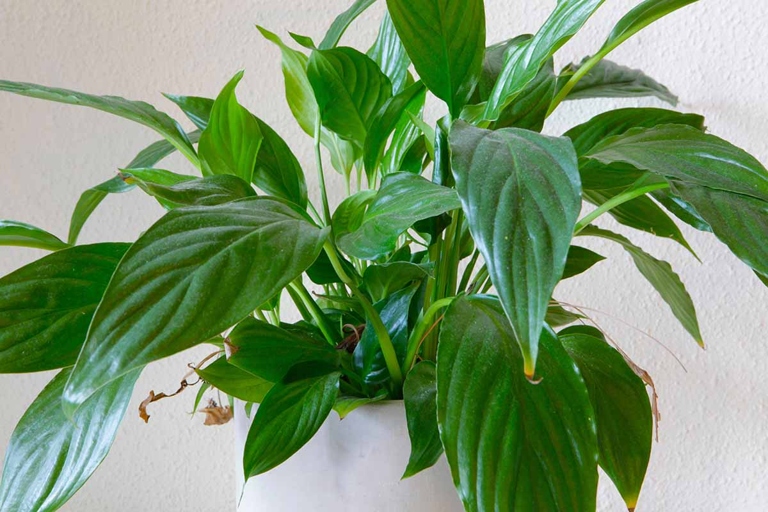 If you notice brown spots on your peace lily, it is likely due to a lack of humidity, too much direct sunlight, or over-fertilization.