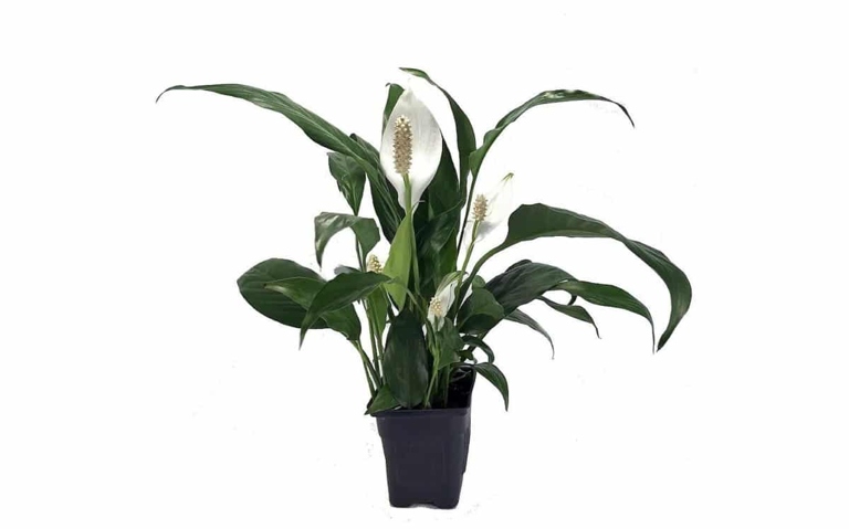 If you notice brown spots on your peace lily, it is likely due to a water quality issue.