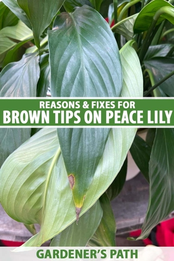 If you notice brown spots on your peace lily, it is likely due to excess light.