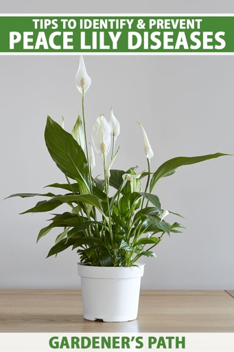 If you notice brown spots on your peace lily, it's likely due to browning of the young bloom, which causes it to never open.