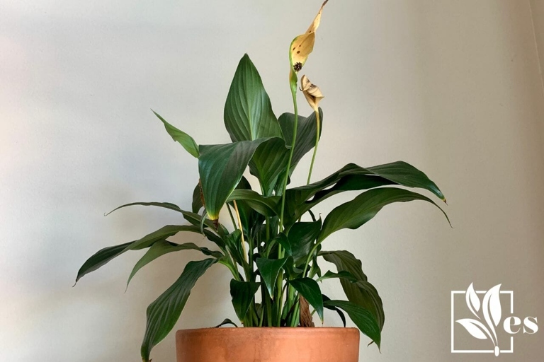 If you notice brown spots on your peace lily's flowers, don't worry - there are a few possible causes and solutions.