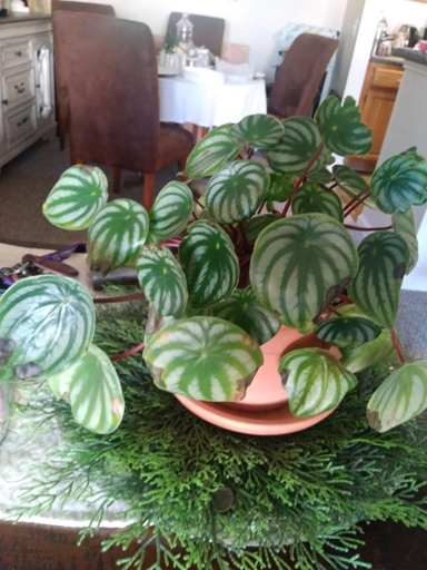 If you notice brown spots on your peperomia, it is likely due to the water you are using. Tap water can contain chlorine and other chemicals that can cause brown spots on the leaves. To avoid this, use filtered water when watering your peperomia.