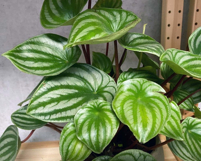 If you notice brown spots on your peperomia, it is likely due to too much humidity in the air.
