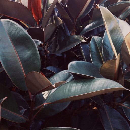 If you notice brown spots on your rubber plant, it could be a sign of one of several problems.
