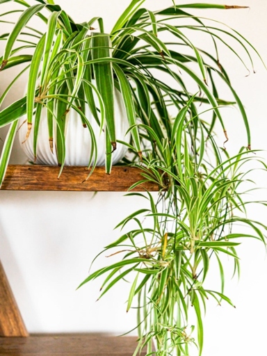 If you notice brown spots on your spider plant, it is likely due to an insect infestation.