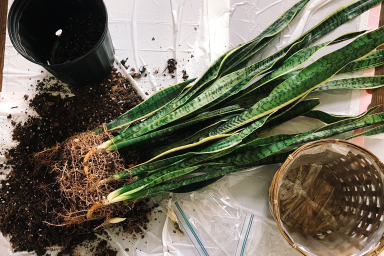 If you notice brown spots or wilting leaves on your snake plant, don't despair.