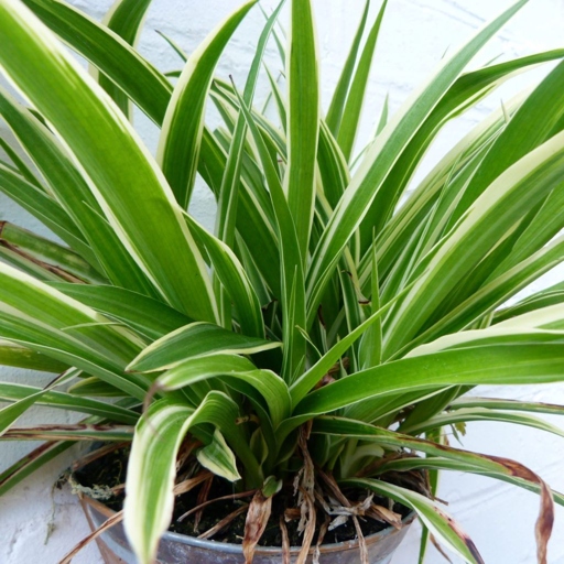 If you notice brown tips on your spider plant, it is likely due to high chlorine or fluoride content in your city water.