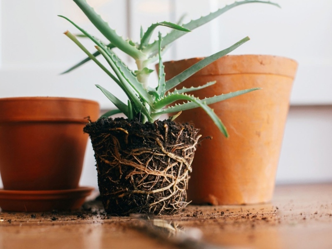 If you notice cracks in your pot, this may be a sign that your plant is root bound.