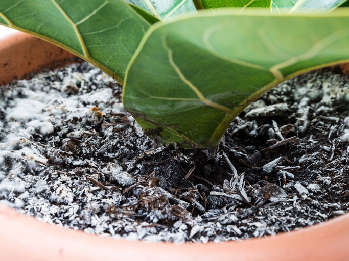 If you notice mold growing on your plant's soil, it's a sign that you're overwatering your plant.