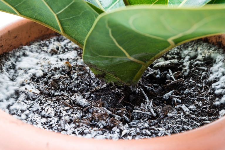 If you notice mold on your plant's soil, don't panic.