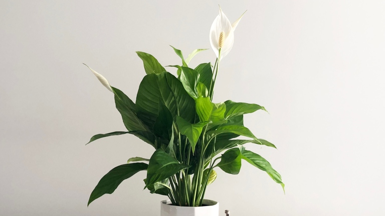 If you notice salt build-up on the leaves of your peace lily, it's a sign that the plant is getting too much water.