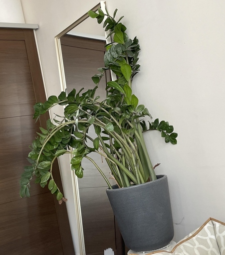 If you notice that the leaves of your ZZ plant are drooping and the stems are limp, it is likely that your plant is underwatered.