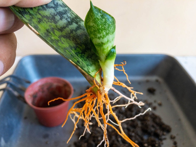 If you notice that the roots of your snake plant are growing above the soil, don't worry - this is normal!