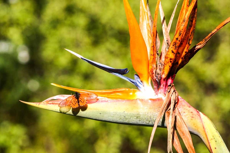 If you notice that your bird of paradise plant's roots are brown and soft, it is likely suffering from root rot.