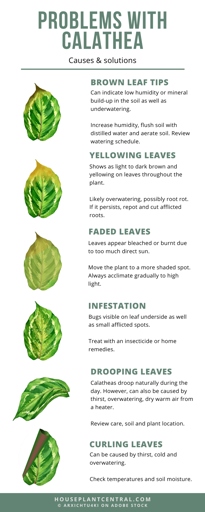 If you notice that your Calathea's leaves are yellowing and dropping off, it's likely that the plant has root rot.