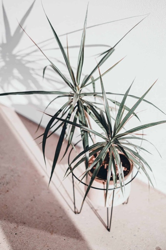 If you notice that your Dracaena's growth has slowed or stopped, it is likely due to overwatering.